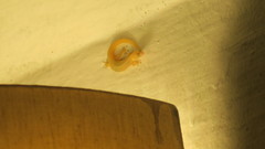 Sphaerodactylus elegans