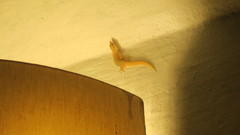 Sphaerodactylus elegans