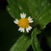 Shaggy Soldier - Photo (c) Liu JimFood, some rights reserved (CC BY-NC), uploaded by Liu JimFood