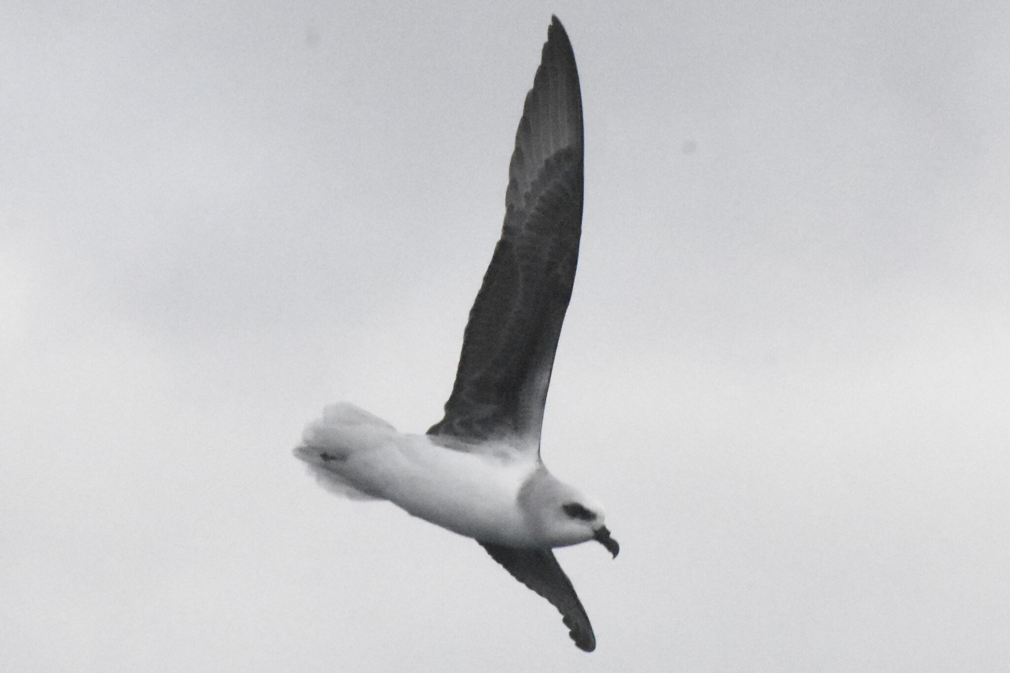 White-headed Petrel (Pterodroma lessonii), photo 3