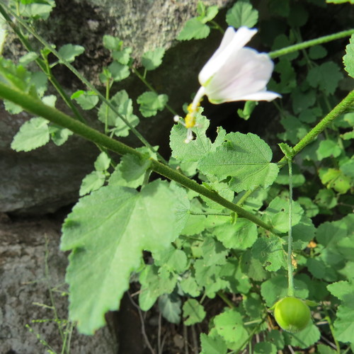 Hibiscus meyeri image