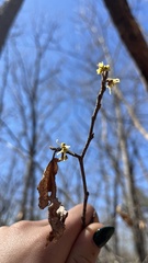 Hamamelis vernalis, photograph (c) diana schwartz, some rights reserved (CC BY)