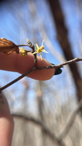 Hamamelis vernalis, photograph 2