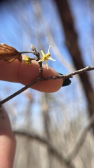 Hamamelis vernalis, photograph (c) diana schwartz, some rights reserved (CC BY)