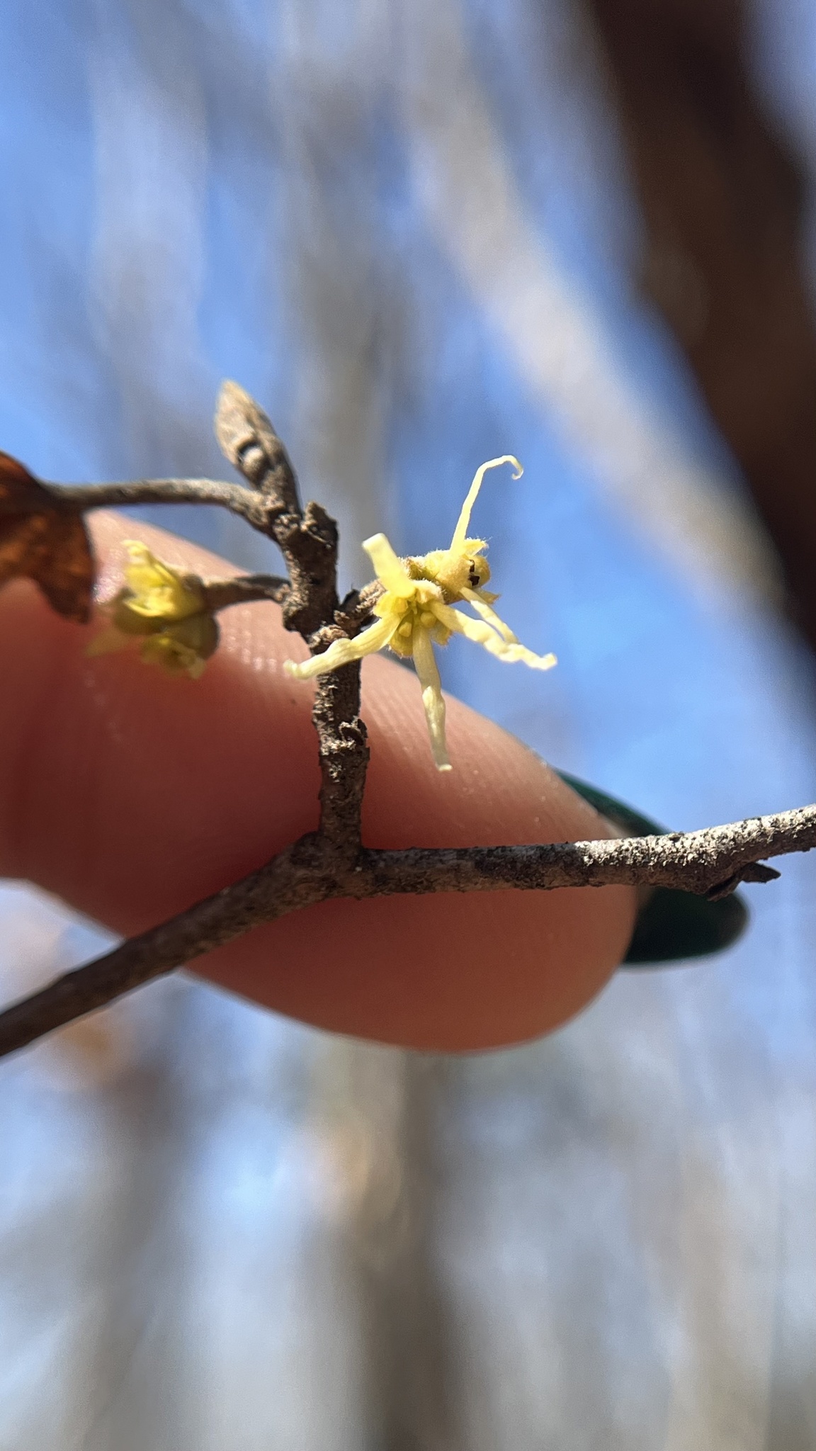 Ozark Witch-Hazel (Hamamelis vernalis)