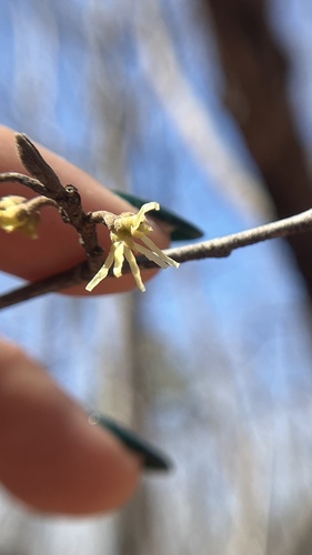 Hamamelis vernalis, photograph 4