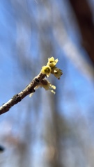 Hamamelis vernalis, photograph (c) diana schwartz, some rights reserved (CC BY)