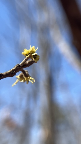 Hamamelis vernalis, photograph 6