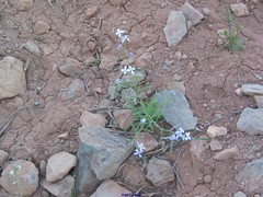Matthiola parviflora