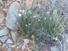Convolvulus lanuginosus