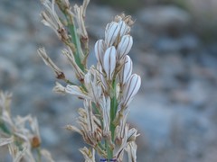 Asphodelus albus