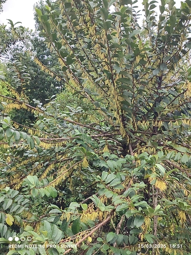 Cyathocalyx observed 2026-03-15