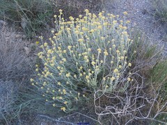 Anthyllis cytisoides