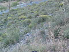 Anthyllis cytisoides