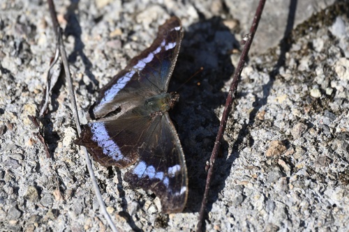 Blue Admiral