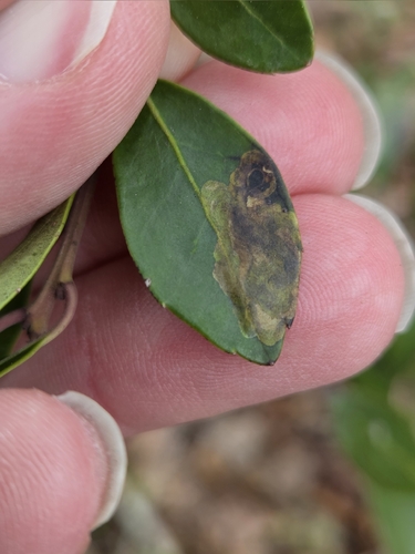 Unknown species found near Clayton, NJ 08312, USA