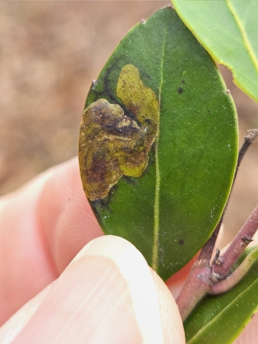 Unknown species found near Clayton, NJ 08312, USA