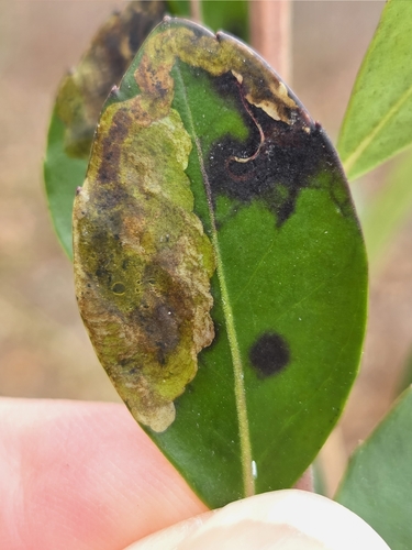 Unknown species found near Clayton, NJ 08312, USA
