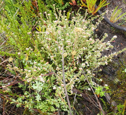 Image of Erica oreotragus by (c) Nicola van Berkel, some rights reserved (CC BY-SA)