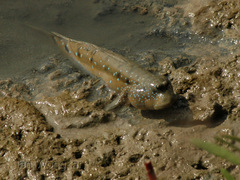 Periophthalmus chrysospilos