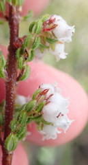 Erica oreotragus