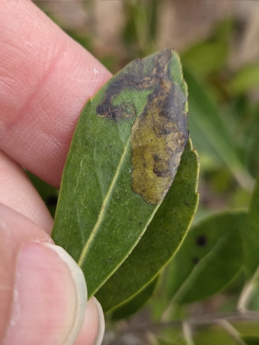 Unknown species found near Clayton, NJ 08312, USA