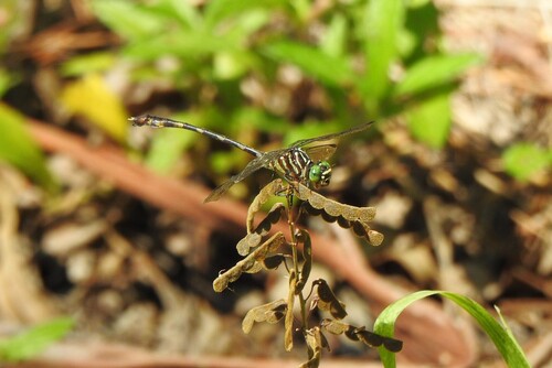 Gomphoides infumata