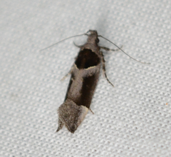 Pseudochelaria scabrella