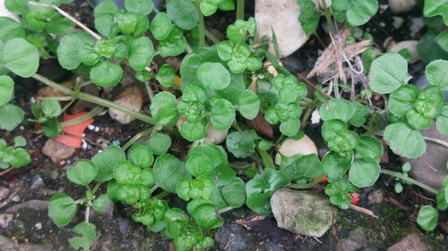 Pilea peploides, photograph 1