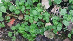 author not stated, no rights reserved Pilea peploides, photograph author not stated, no rights reserved