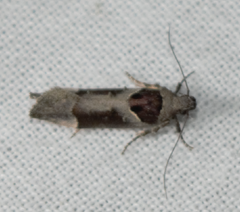 Pseudochelaria scabrella