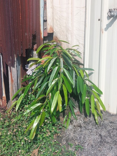 Ficus maclellandii (Ficus maclellandii)