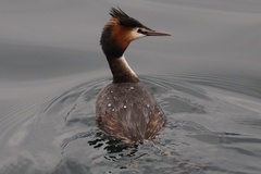 Podiceps cristatus