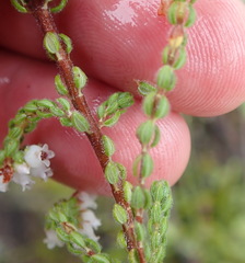 Erica oreotragus