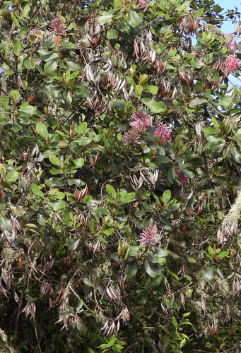 Andean Firebush (Oreocallis grandiflora)