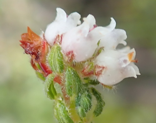 Image of Erica oreotragus by (c) Nicola van Berkel, some rights reserved (CC BY-SA)
