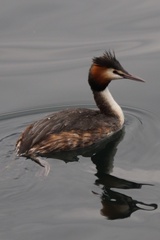 Podiceps cristatus