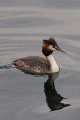 Podiceps cristatus