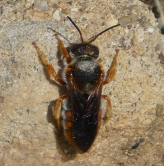 Rhodanthidium sticticum