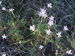 Dianthus thunbergii