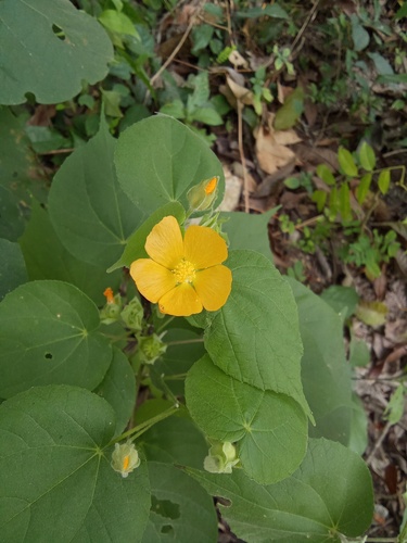 Coastal Indian mallow (Abutilon permolle)