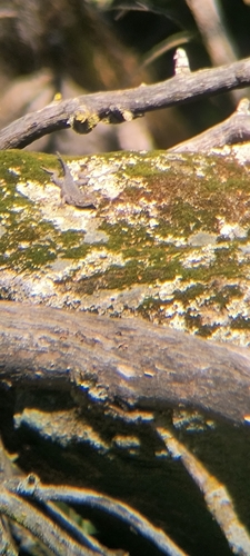 iNaturalist observation photo of Western Fence Lizard