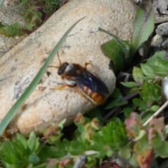 Rhodanthidium sticticum