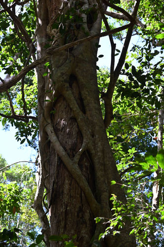 Ficus watkinsiana, photograph 3
