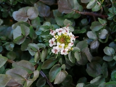 Nasturtium officinale