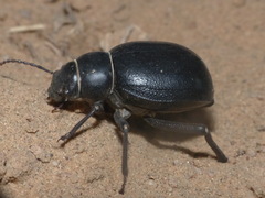 Pimelia