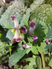 Corydalis pumila