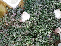 Nasturtium officinale