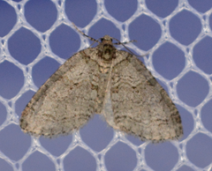 Trichopteryx veritata