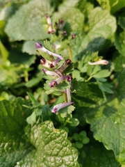 Corydalis pumila
